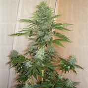 Hohe Skunk #1 Pflanze von Dutch Passion mit harzigen Knospen und grünen Blättern indoor vor beiger Wand