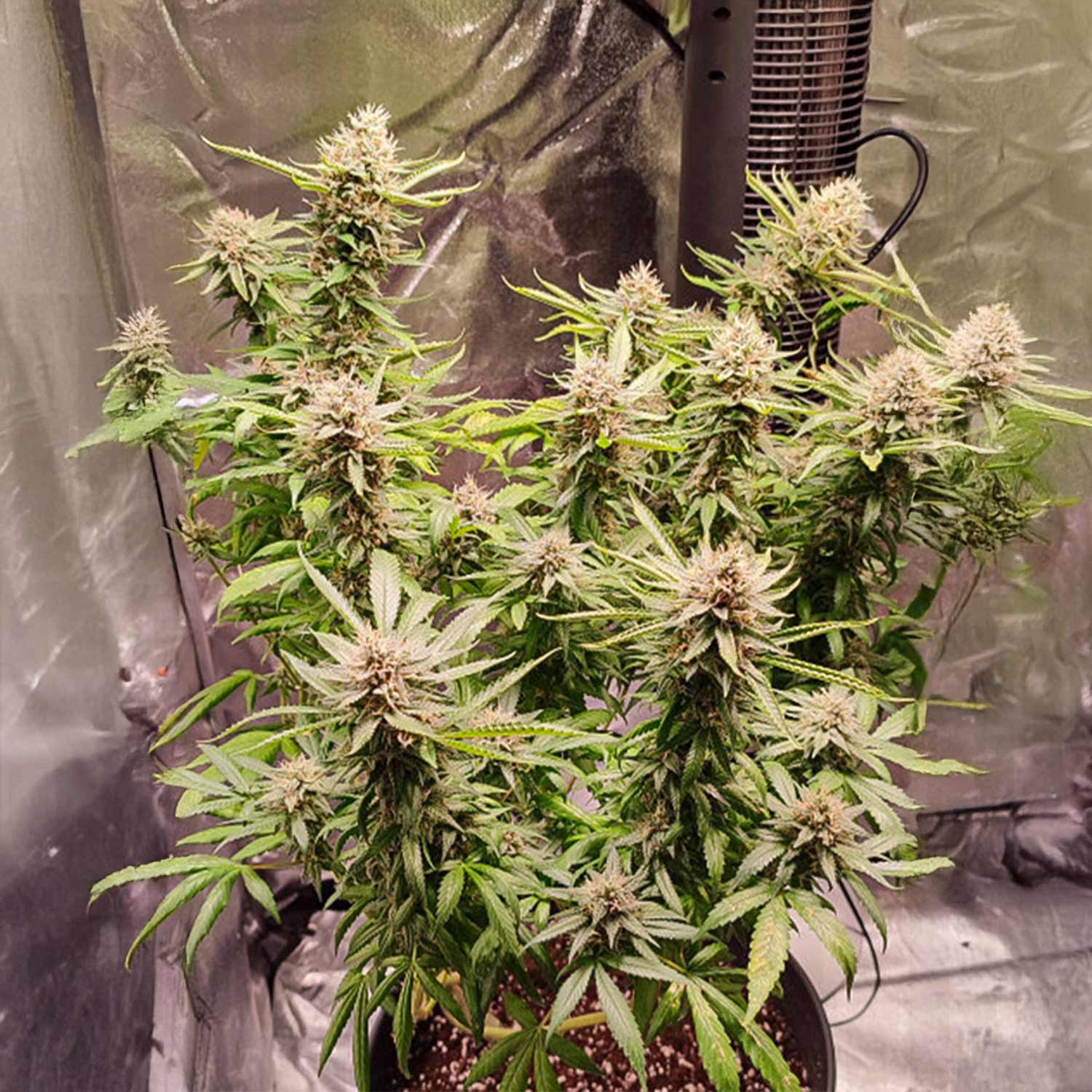 Skunk #1 Pflanze von Dutch Passion im Indoor-Zelt mit dichten Knospen und grünem Laub unter hellem Licht