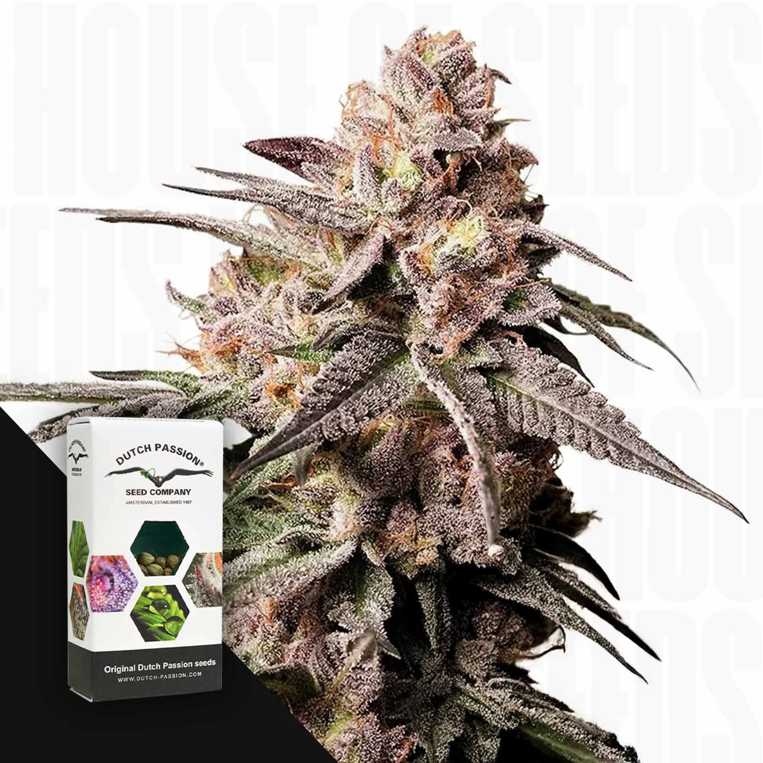 Slush Mint Cake BX1-Knospen mit lila Farbtönen sitzen neben einer Dutch Passion-Box.