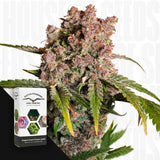 Auto Strawberry Soda