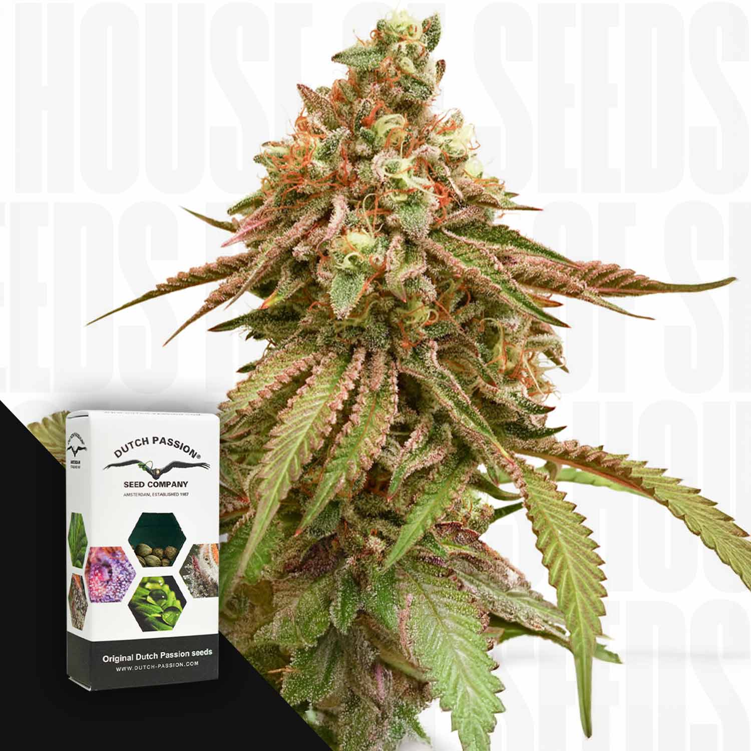 Große, frostige Tropical Tangie-Pflanze mit rötlichen Farbtönen neben einem Dutch Passion-Samenpaket auf weißem Hintergrund.