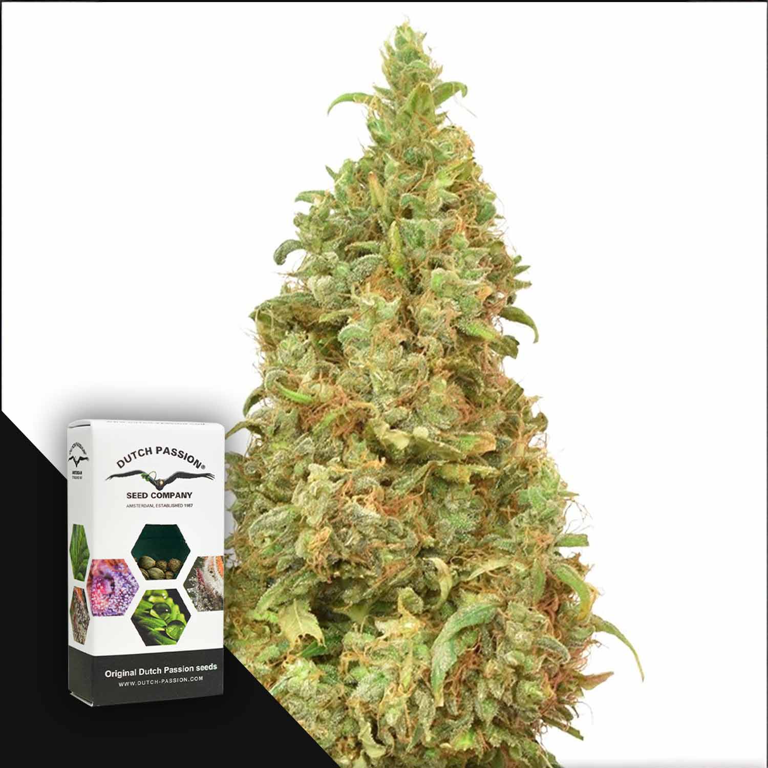 Eine dichte, grüne THC-Victory-Cannabisknospe neben der Dutch Passion-Verpackung auf weißem Hintergrund.