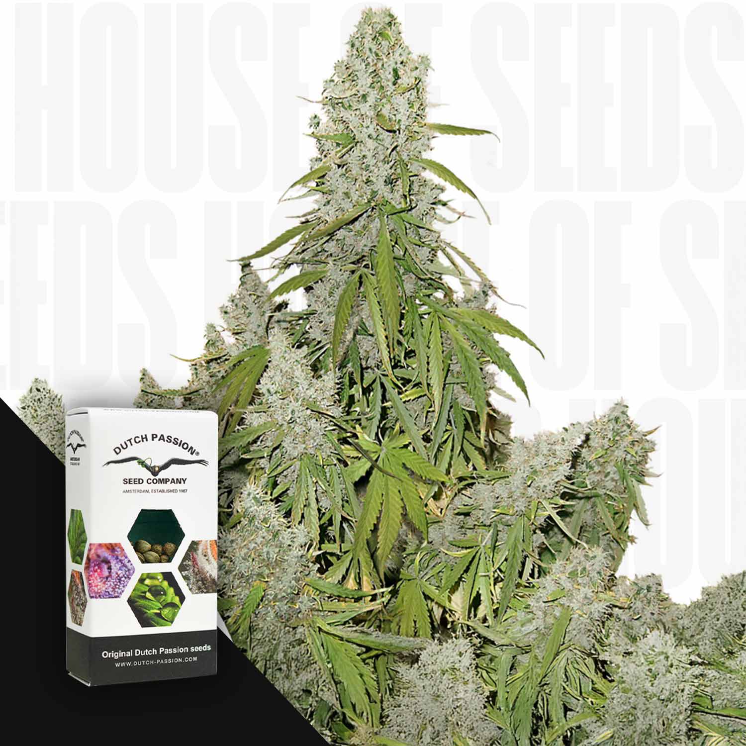 Große, frostige Auto Ultimate Cannabis-Pflanze von Dutch Passion neben ihrer Samenbox auf weißem Hintergrund.