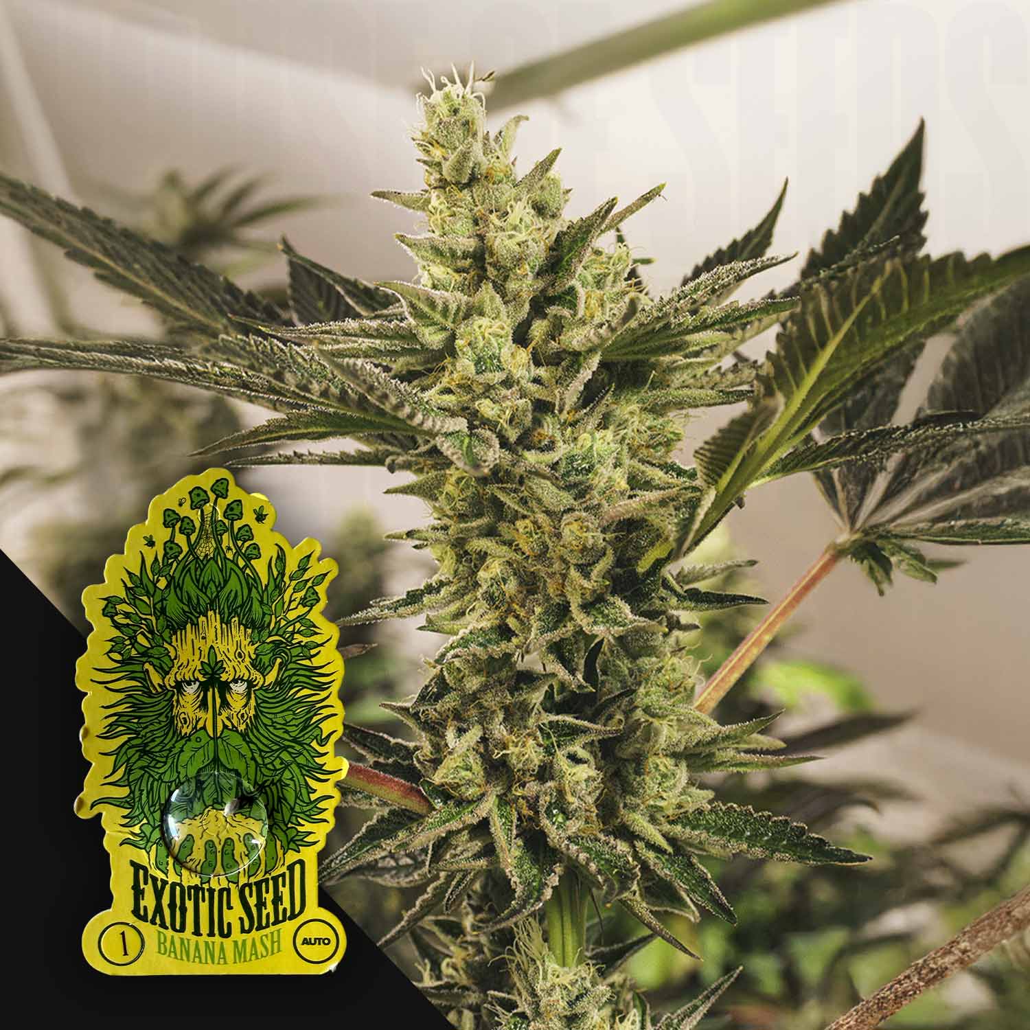 Banana Mash Auto
