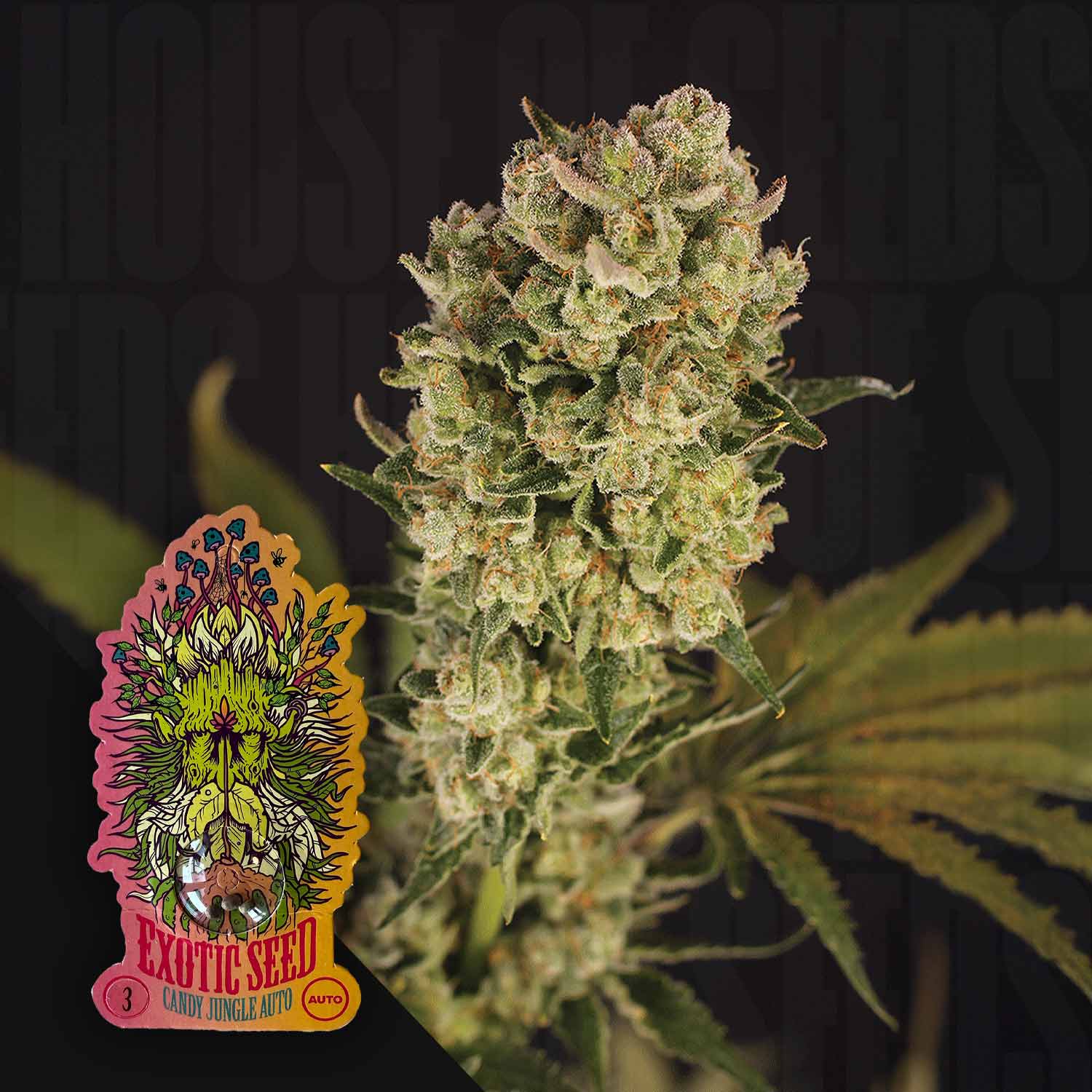 Nahaufnahme einer dichten Candy Jungle Auto Cannabis Knospe von Exotic Seeds mit weißen Kristallen, grünen Blättern und Logo mit Dschungelgesicht