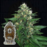 Exotic Thai