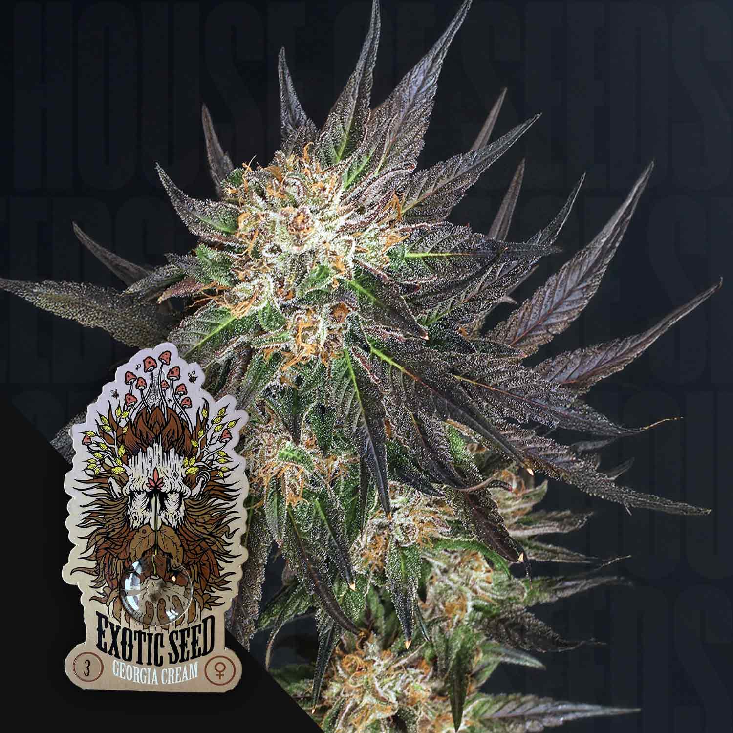 Nahaufnahme einer Cannabispflanze mit lila und grünen Blättern voller weißer Kristalle, Logo mit Exotic Seeds Georgia Cream