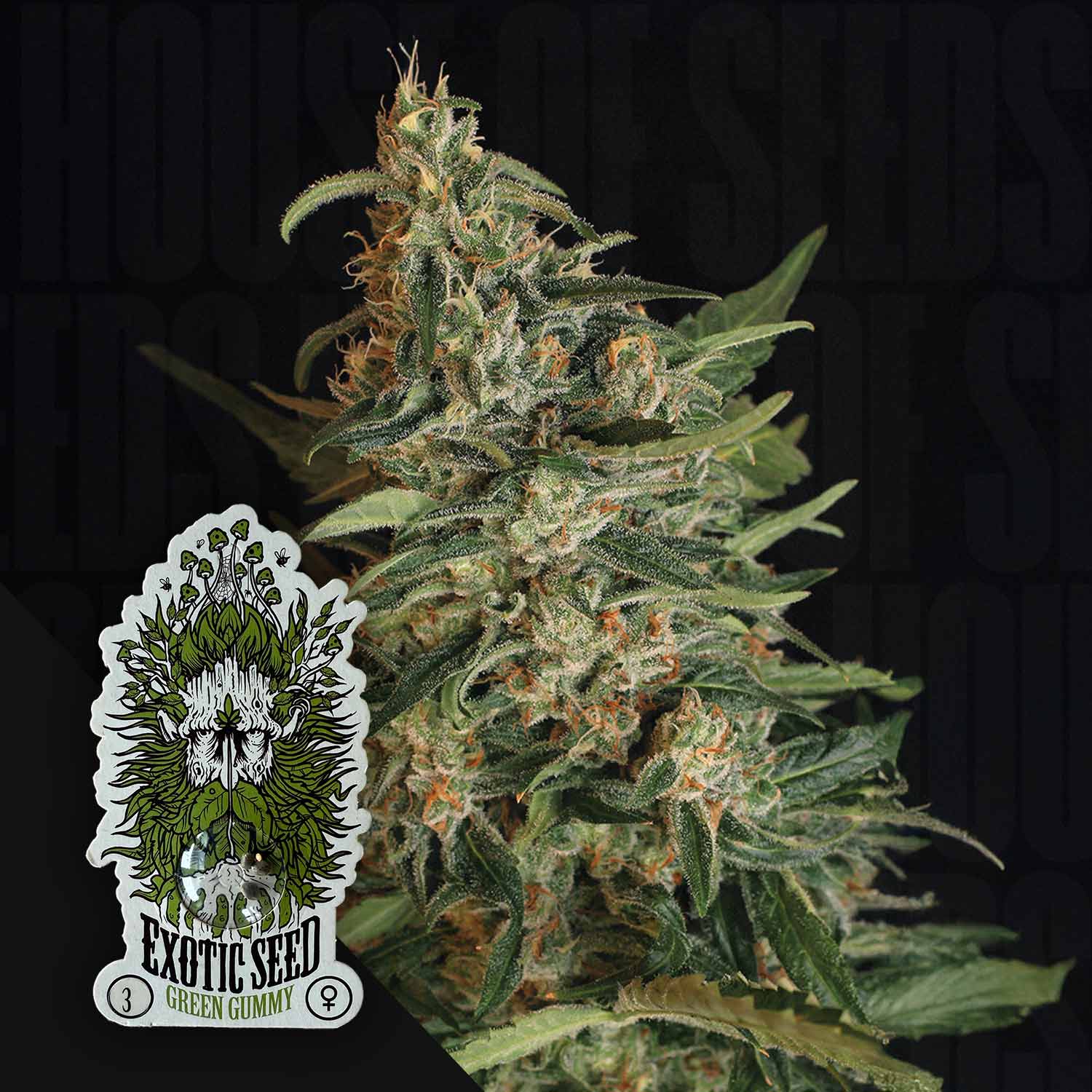 Nahaufnahme einer Green Gummy Cannabispflanze mit Kristallen und dem Logo von Exotic Seeds in der Ecke.