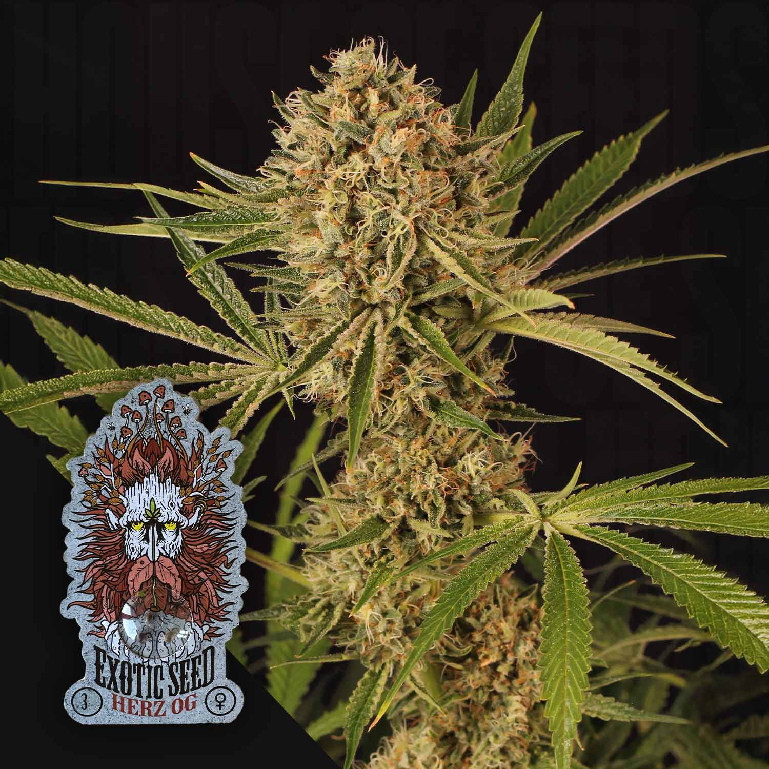 Nahaufnahme einer Herz OG Pflanze von Exotic Seeds mit harzigen Knospen, Ecke zeigt Exotic Seeds Logo mit Gesicht