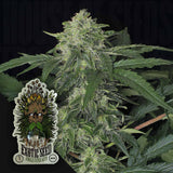 Jungle Fever Auto