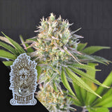 Malawi White Truffle