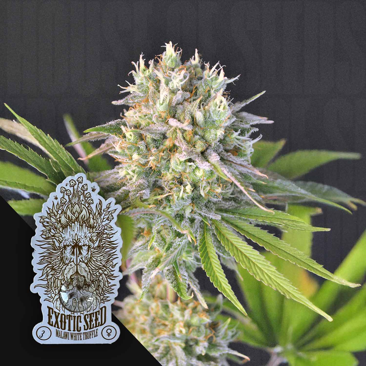 Cannabispflanze mit dichten, harzigen Knospen und grünen Blättern, Malawi White Truffle Logo von Exotic Seeds in der Ecke
