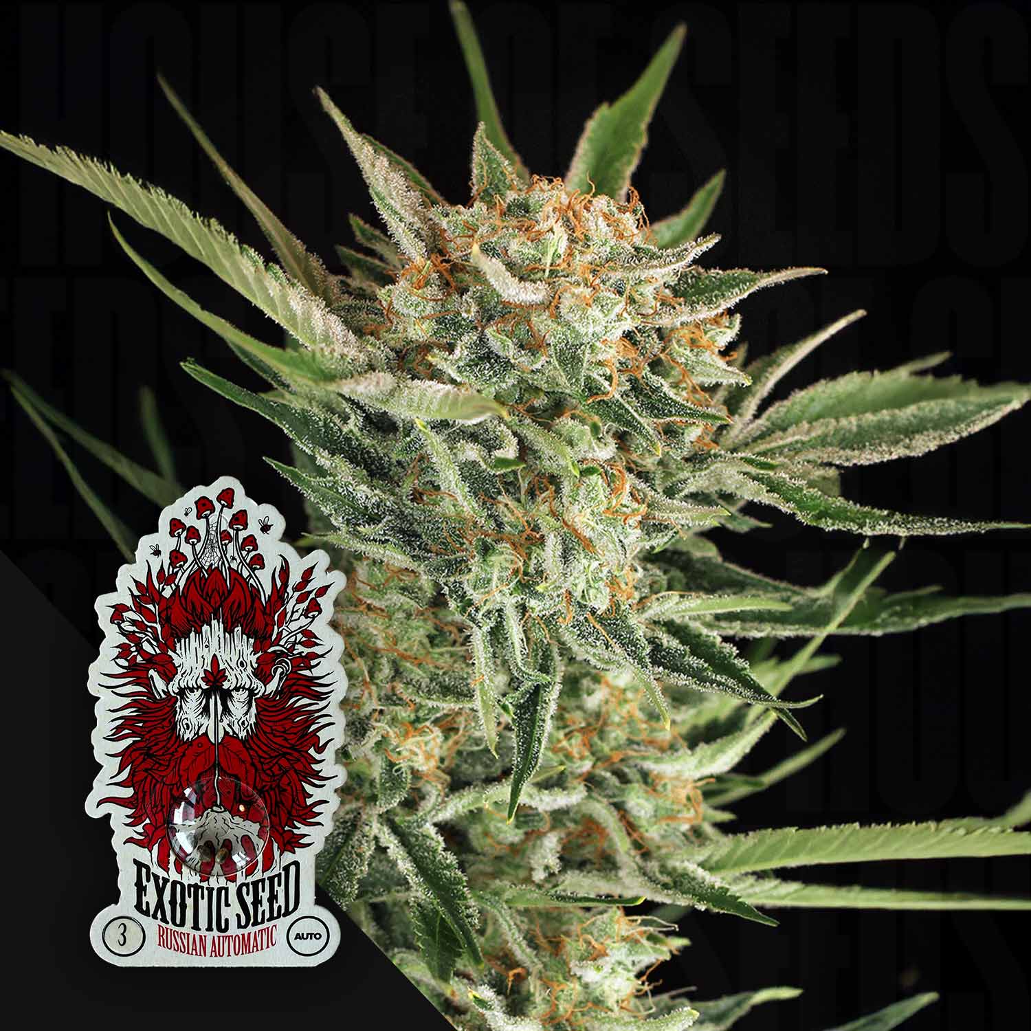 Nahaufnahme einer frostigen Russian Automatic Cannabis-Knospe; in der Ecke ist das Etikett von Exotic Seeds zu sehen.