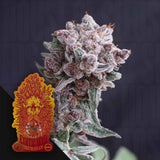 Tangie Smasher Auto
