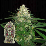 Z&Z Auto