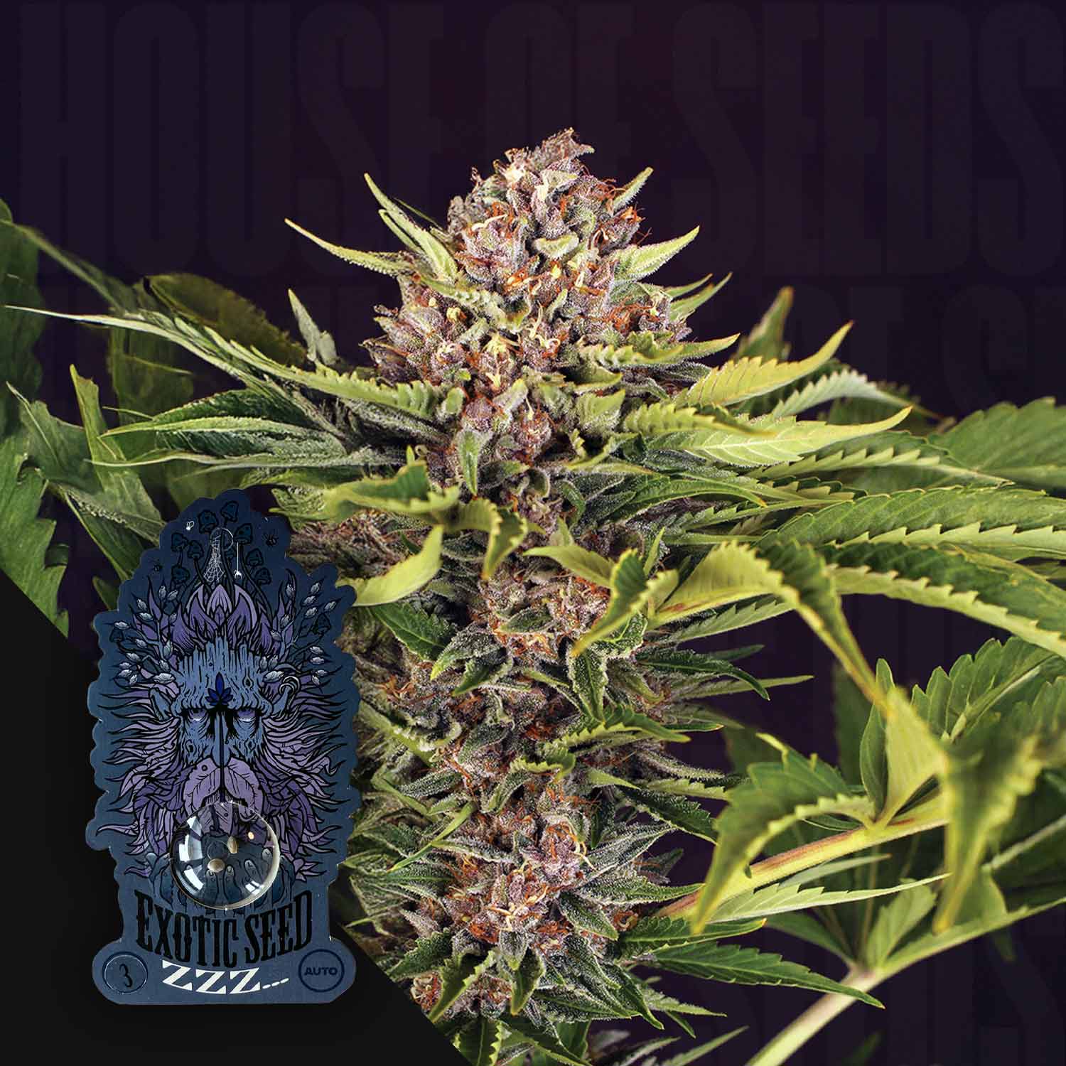 Nahaufnahme einer reifen Pflanze mit bunten Knospen und grünen Blättern, vorne Exotic Seeds ZZZ Etikett mit Löwenlogo