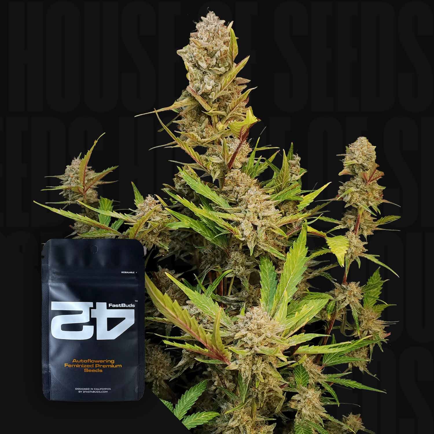 Reife Cannabispflanze mit dichten harzigen Knospen und grünen Blättern, vorne schwarze Verpackung 420 Fast Buds Apple Strudel Auto