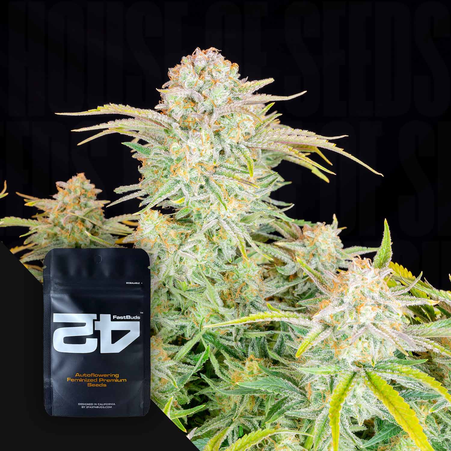 Nahaufnahme einer blühenden Bruce Banner Auto Pflanze mit frostigen Trichomen und orangen Haaren, daneben schwarzes 420 Fast Buds Samenpaket mit Aufschrift