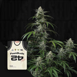 Banana Frost Auto