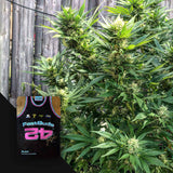 CBD Auto 1:1 (CBD Crack Auto)