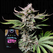 Nahaufnahme einer Cannabispflanze mit dichten Knospen; in der Ecke ist die Verpackung von Cherry Cola Auto by 420 Fast Buds zu sehen.