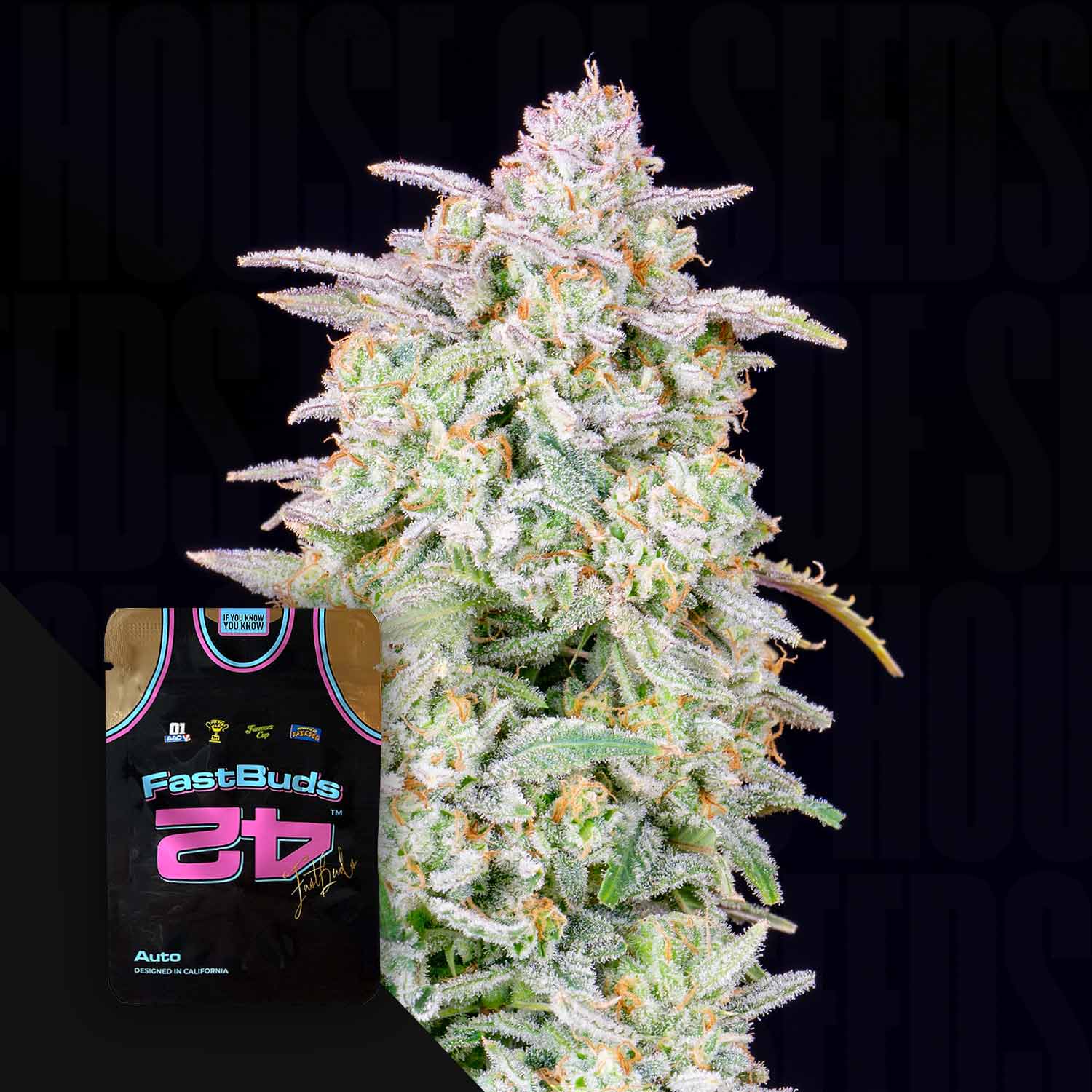 Nahaufnahme einer frostigen Forbidden Runtz Auto Knospe mit einem 420 Fast Buds Samenpäckchen in der Ecke.