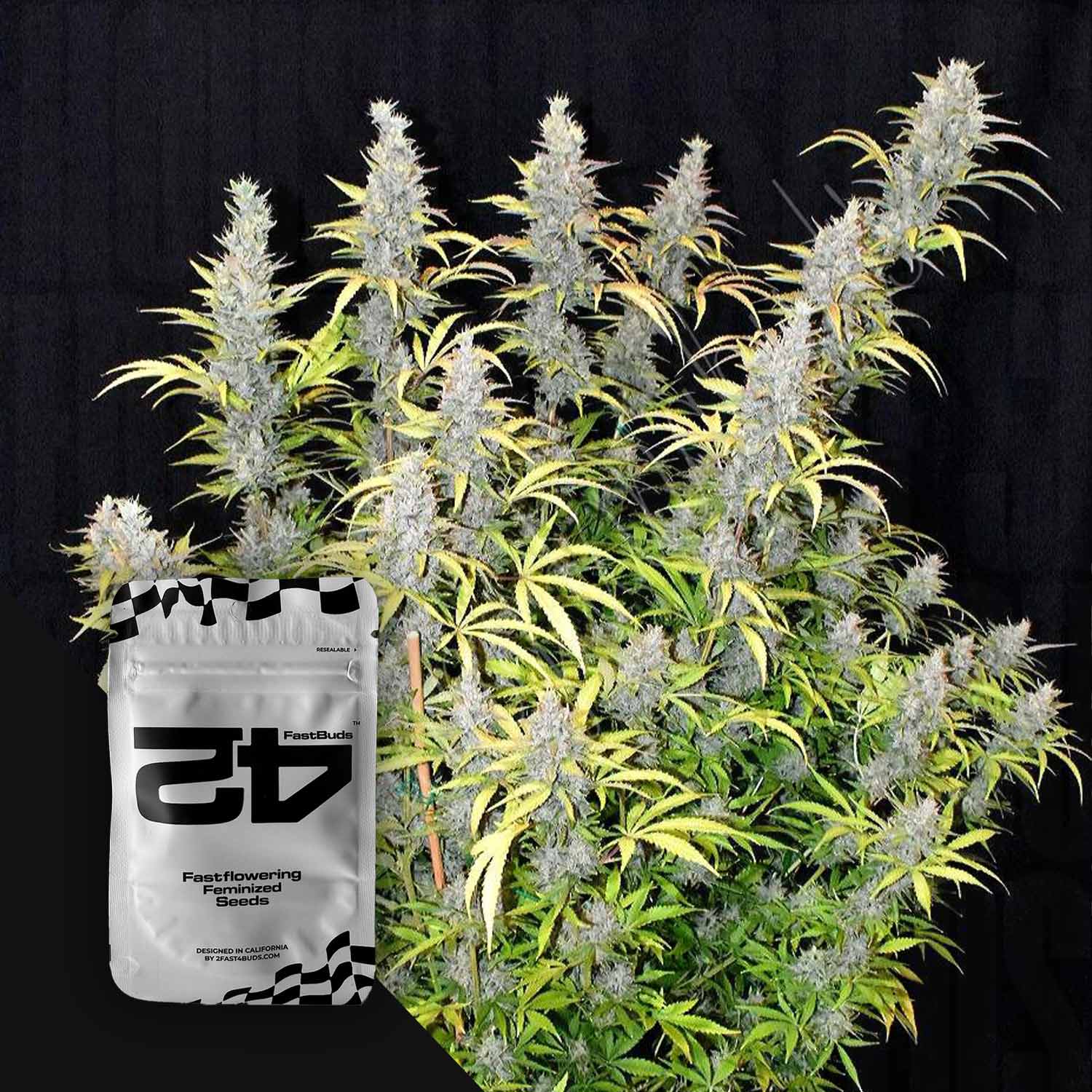 Eine Cannabispflanze mit dichten Knospen neben einem silbernen G14 Auto Samenpaket von 420 Fast Buds auf schwarzem Hintergrund.