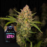 Guava Auto