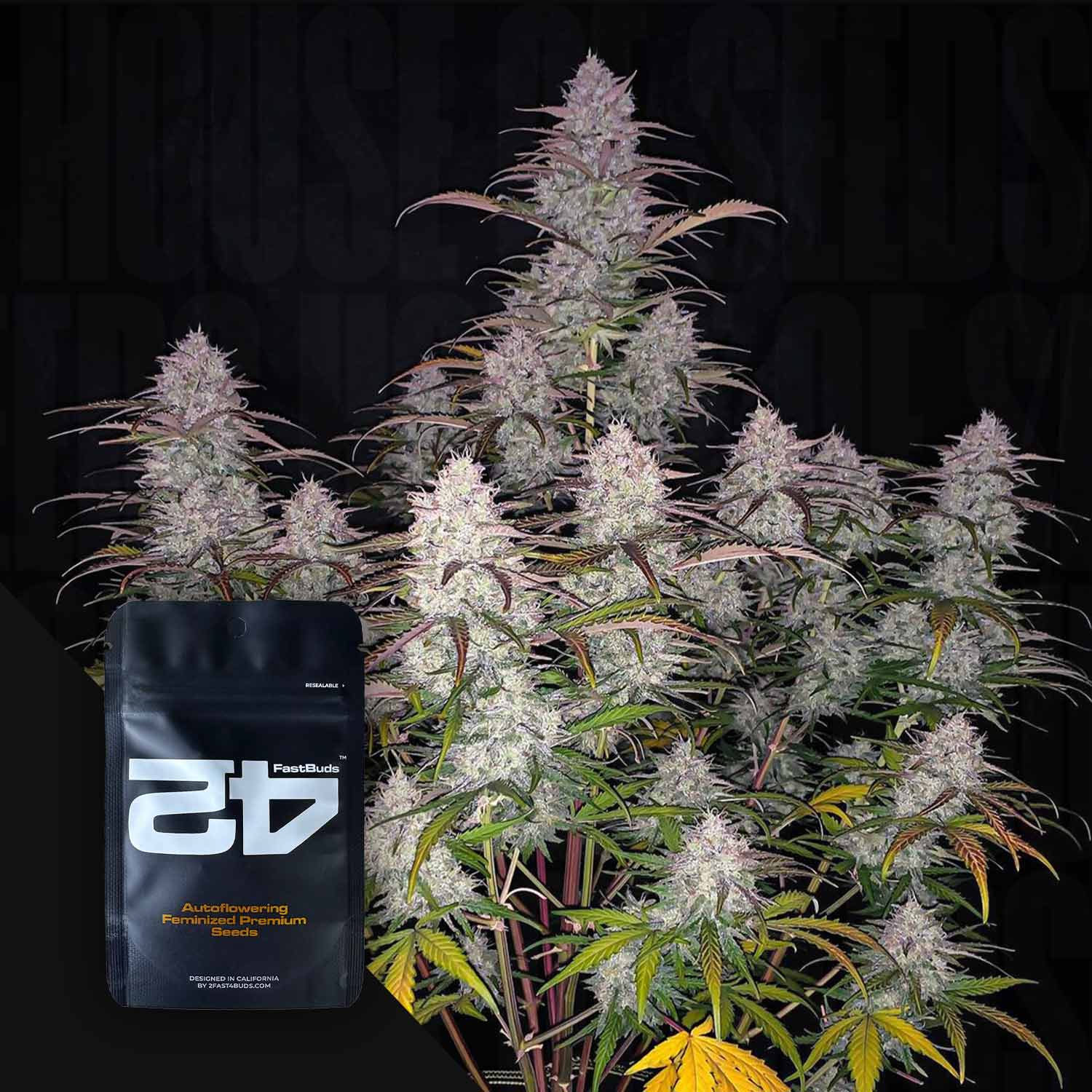 Reife Green Crack Auto Pflanze von 420 Fast Buds mit frostigen Knospen und lila-gelben Blättern vor dunklem Hintergrund, davor schwarzes Samenpaket