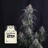 GMO Auto