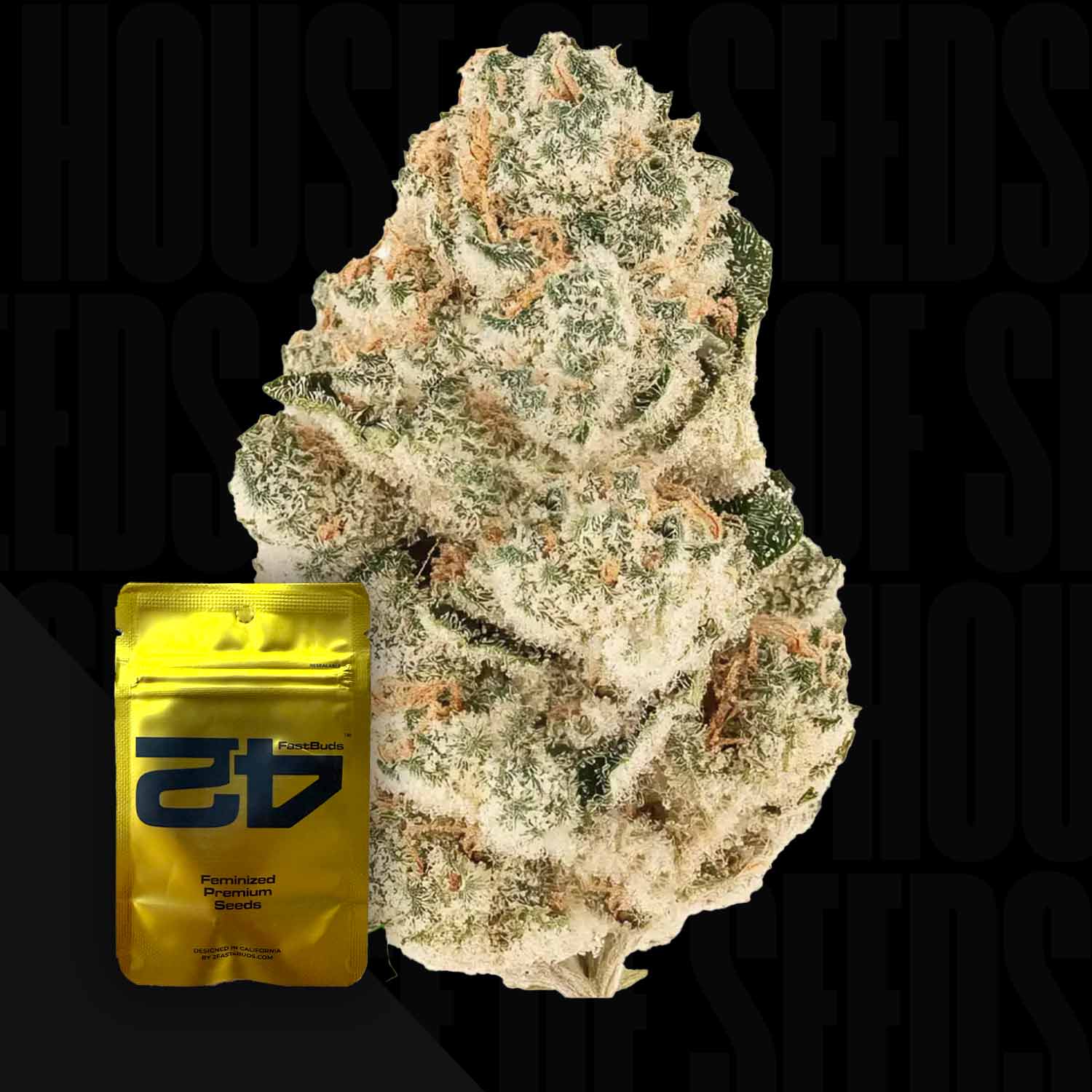 Nahaufnahme einer frostigen Gorilla Melon FEM-Knospe neben einer gelben Fast Buds-Packung mit der Aufschrift feminisierte Hanfsamen.