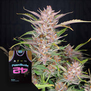 Nahaufnahme einer lilafarbenen Cannabispflanze neben einer 420 Fast Buds Gorilla Punch Auto-Verpackung.