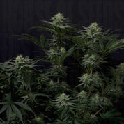 GG4 Sherbet FF von 420 Fast Buds: reife Pflanze mit dichten, frostigen Knospen und dunklen Blättern vor einem dunklen Hintergrund.