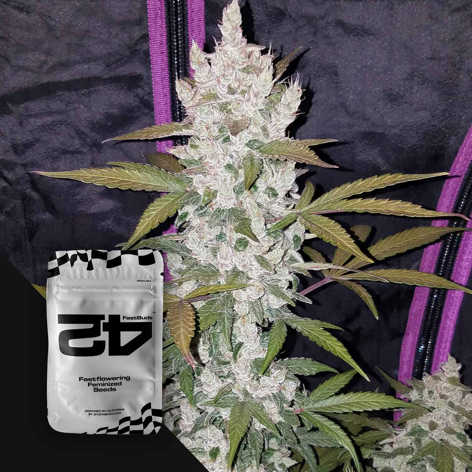 Eine hohe Girl Scout Cookies Auto-Pflanze mit dichten Knospen neben einem 420 Fast Buds-Samenpaket, vor einem dunklen Hintergrund.