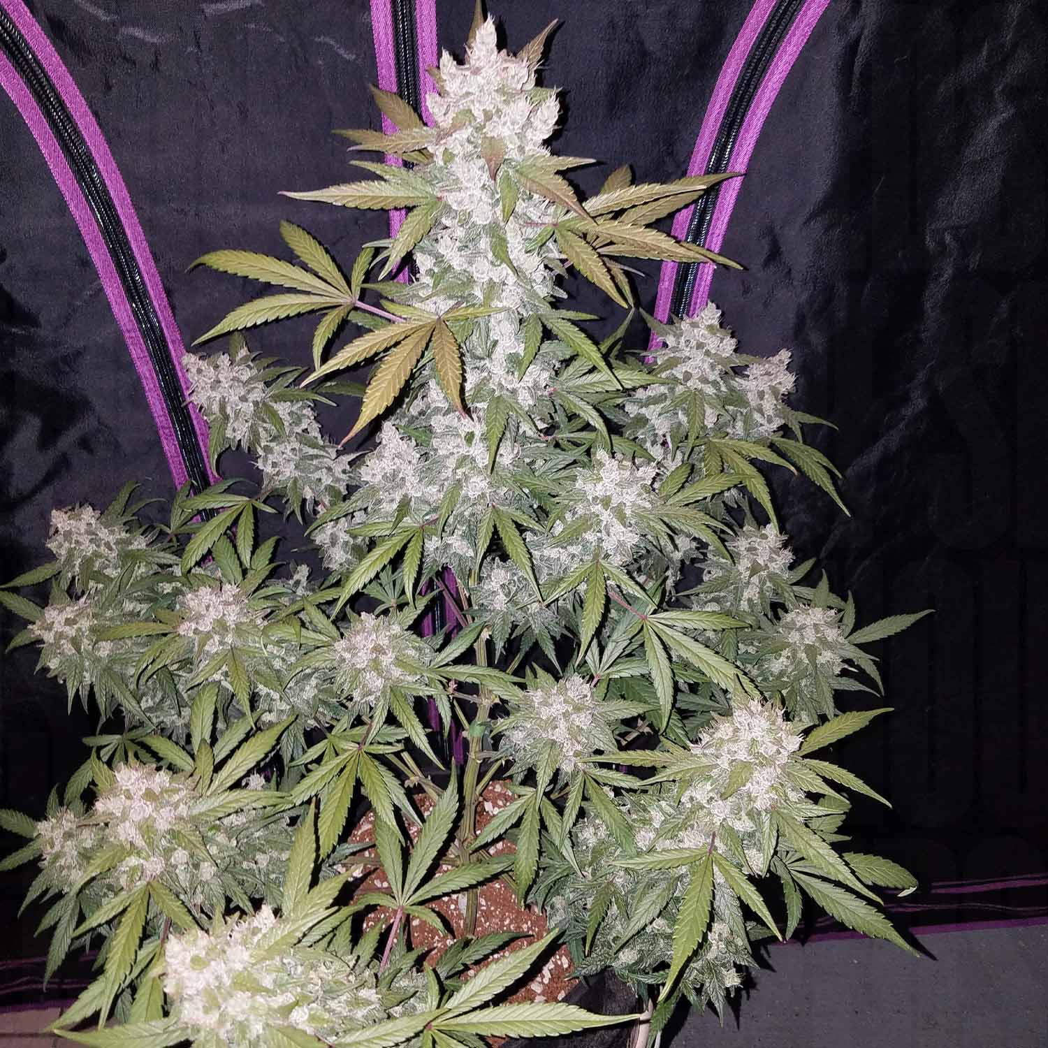 Girl Scout Cookies Auto von 420 Fast Buds zeigt dichte, frostige Knospen und grüne Blätter vor einem dunklen Hintergrund.