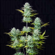 Nahaufnahme der 420 Fast Buds Kosher Cake Auto Pflanze mit dichten frostigen Knospen und schlanken gelb-grünen Blättern vor dunklem Hintergrund