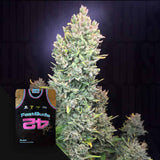 Lemon AK Auto