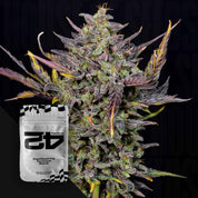 Eine Nahaufnahme einer lila Cannabispflanze neben einer weißen 420 Fast Buds-Verpackung mit der Aufschrift Mexican Airlines Auto.