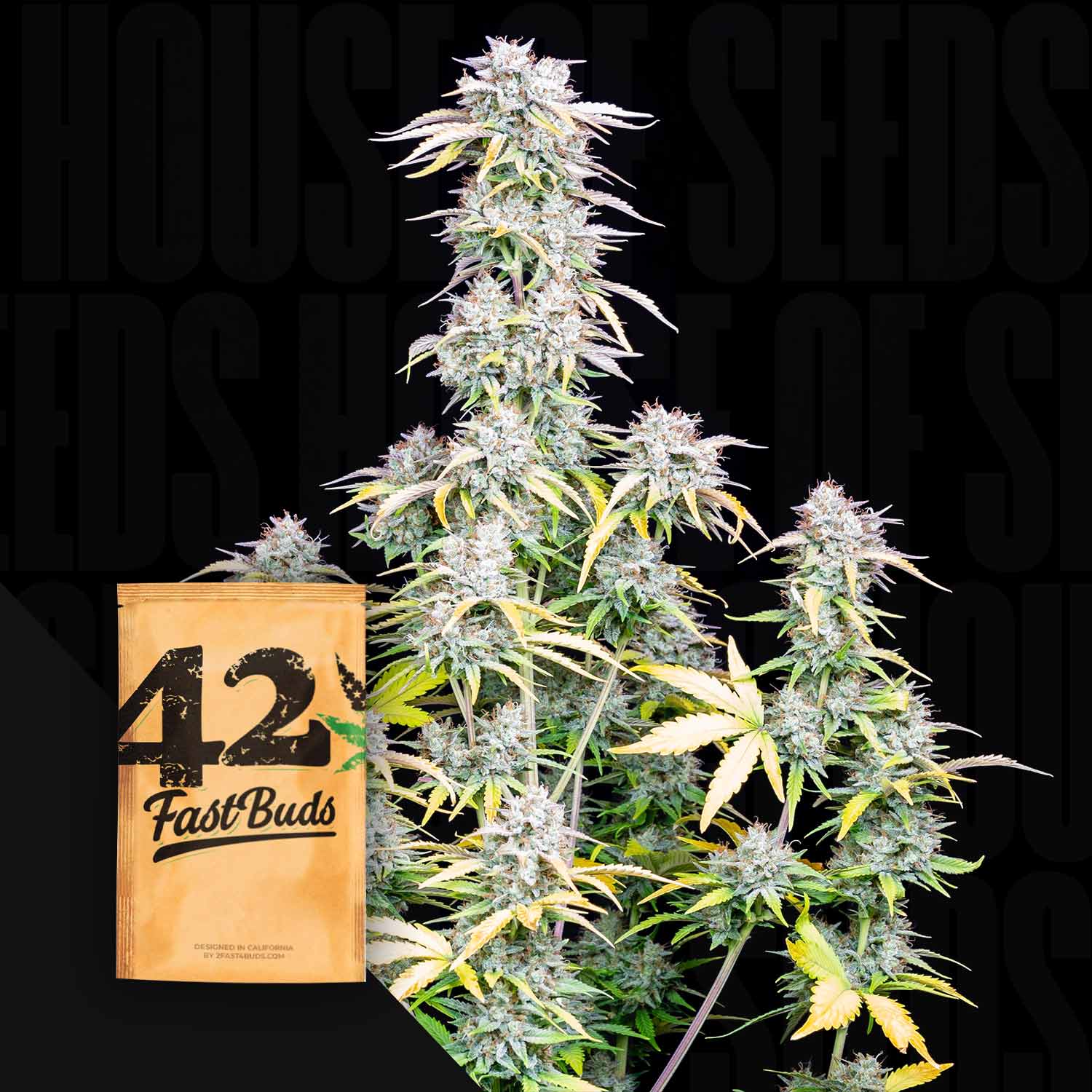 Große Original Auto Big Bud-Pflanze mit dichten Knospen neben einem braunen 420 Fast Buds-Samenpäckchen auf dunklem Hintergrund.