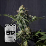 Orange Sherbet FF