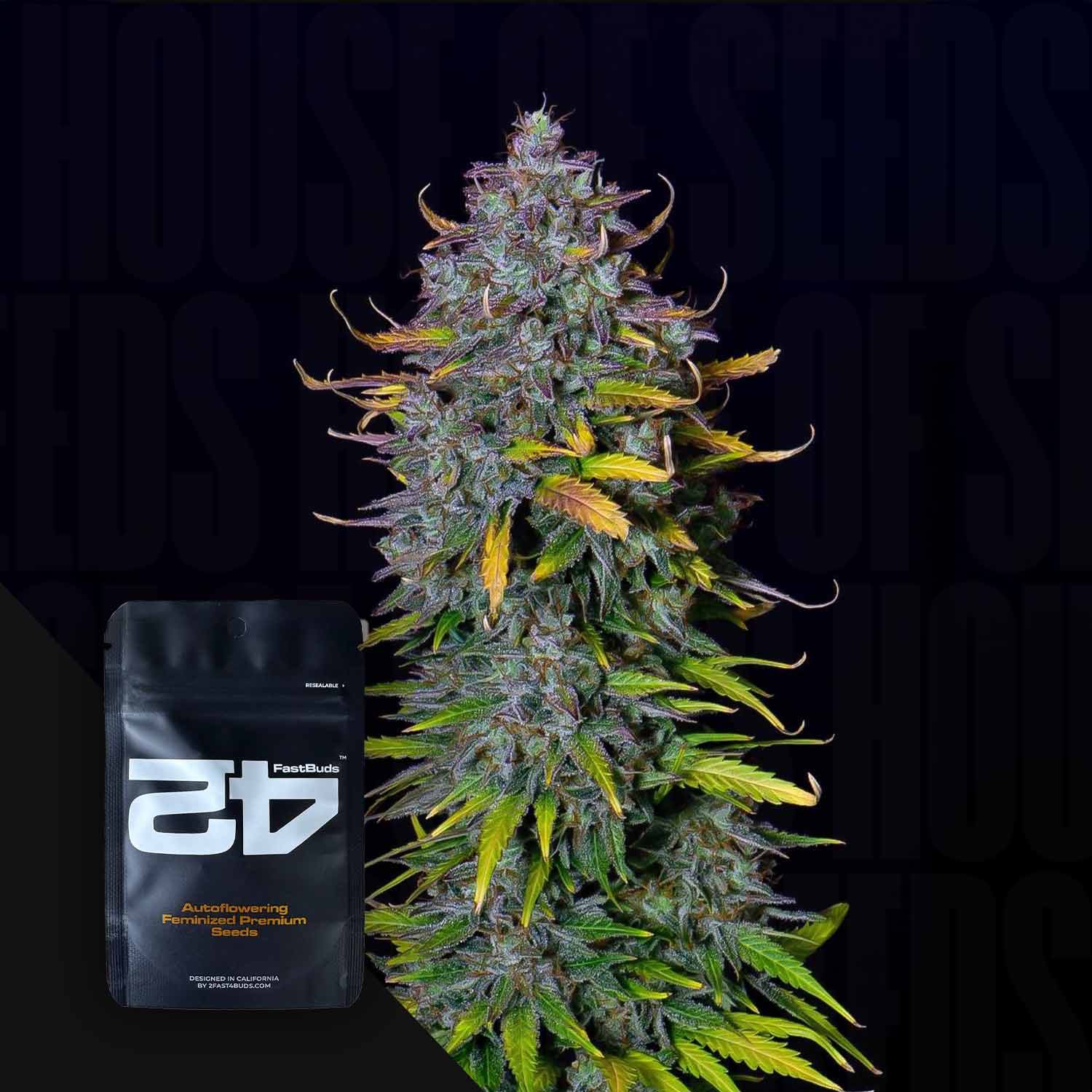 Eine Pineapple Express Auto Pflanze mit lila und grünen Blättern neben einem 420 Fast Buds Samenpaket mit der Bezeichnung 45.