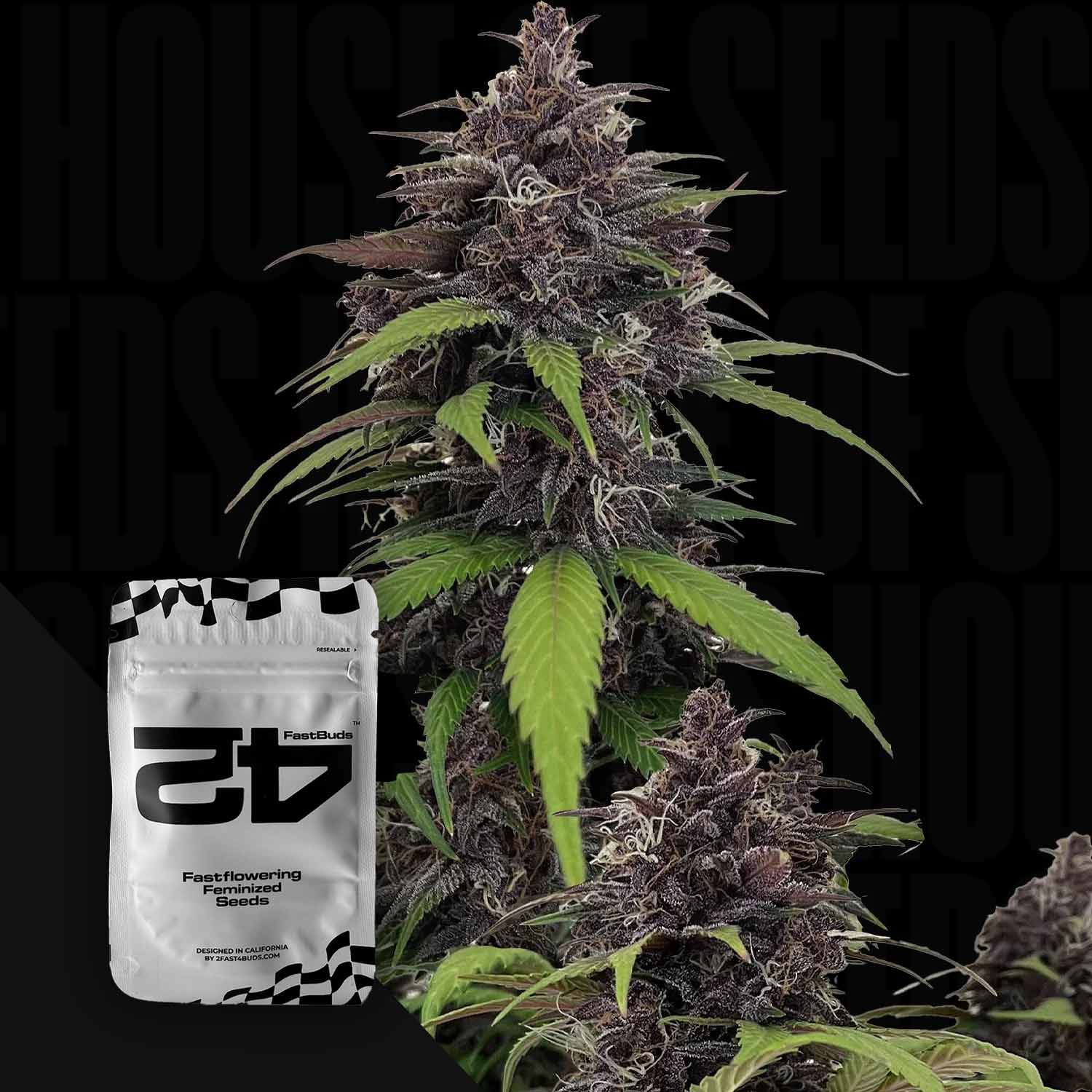 Purple Haze Auto mit lila Knospen und grünen Blättern, weiße 420 Fast Buds Verpackung „Fastflowering Feminized Seeds“