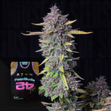 Purple Punch Auto