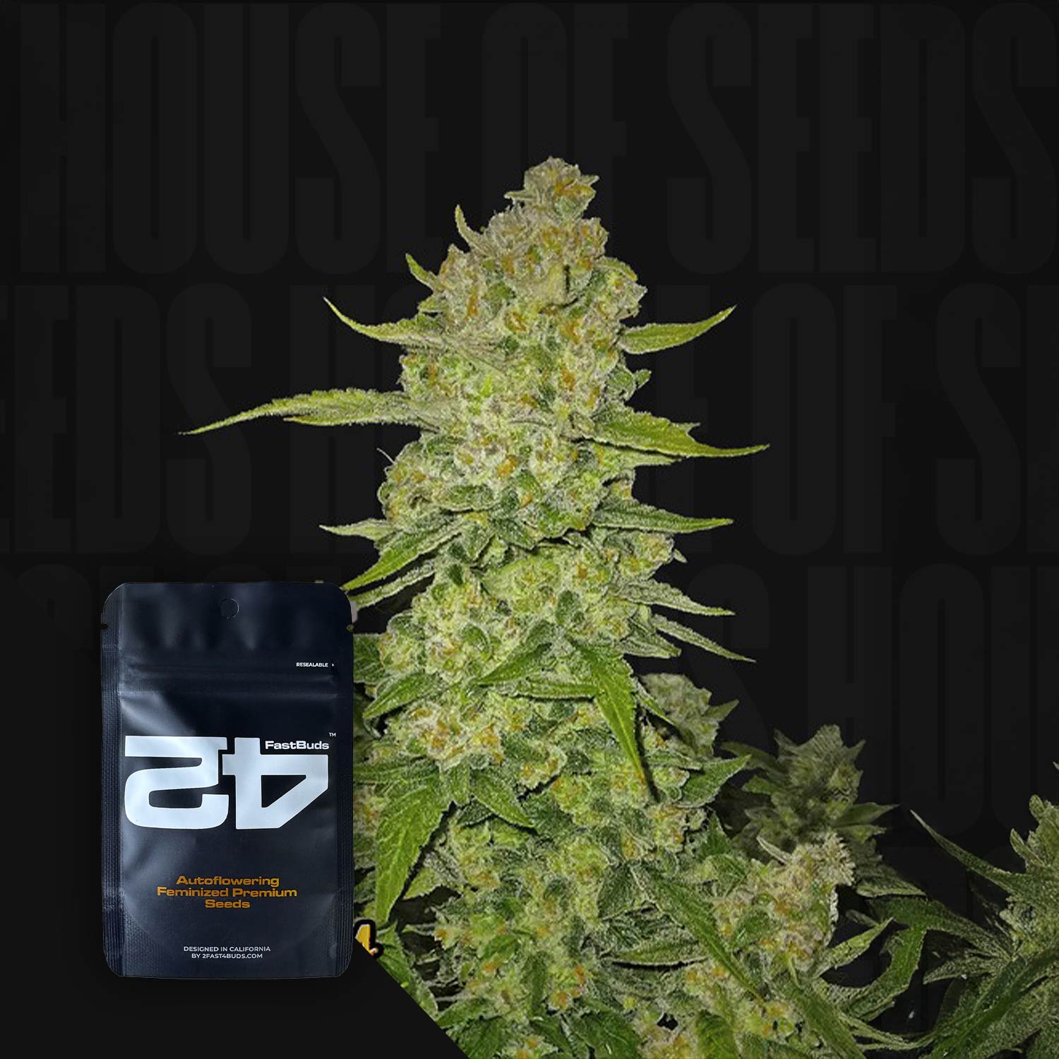 Nahaufnahme einer Cannabispflanze mit dichten frostigen Knospen neben schwarzer 420 Fast Buds Papaya Cookies Auto Samenpackung