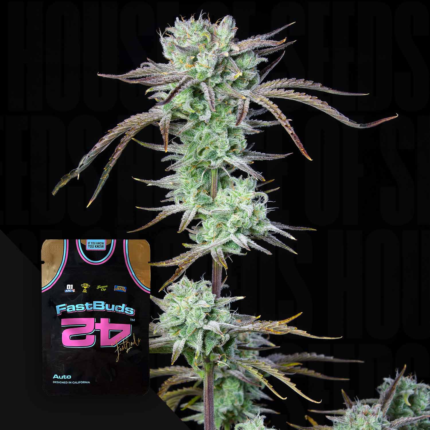 Eine Nahaufnahme einer Cannabis-Pflanze mit einem 420 Fast Buds Strawberry Banana Auto-Samenpaket in der unteren linken Ecke.