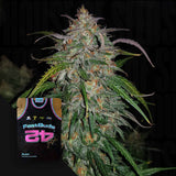 Smoothie Auto