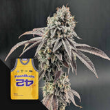 Sativa Mint Sherbet FEM
