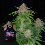 Strawberry Pie Auto Cannabis Pflanze mit dichten Knospen und einem 420 Fast Buds Samenpaket im Vordergrund.