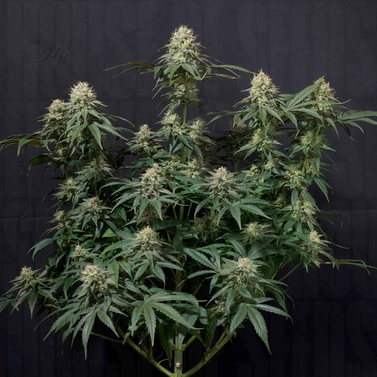 Tropicana Cookies FF von 420 Fast Buds: dichte grüne Blätter und zahlreiche Knospen heben sich von einem schwarzen Hintergrund ab.