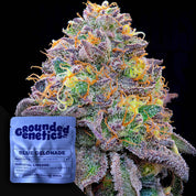 Nahaufnahme einer Blue Gelonade Knospe mit Trichomen und orangen Haaren, daneben beschriftete Samenpackung